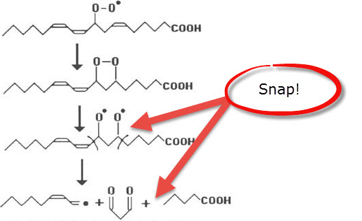 Lipid-Peroxidation-Snap