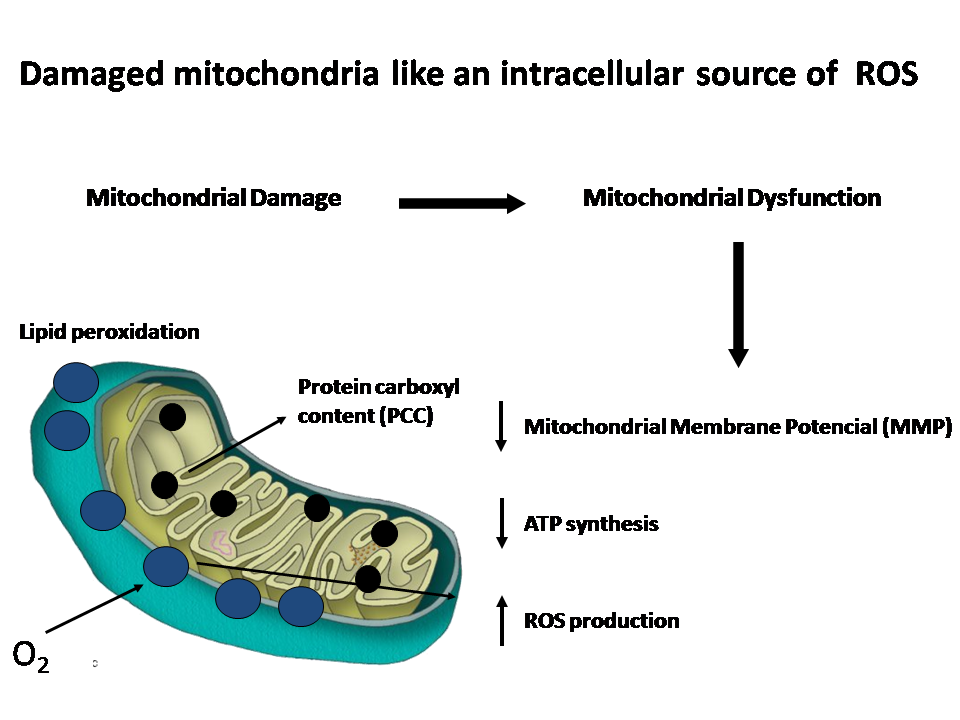 mitochondrial-damage